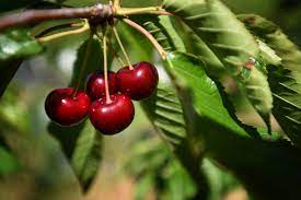 Bowman Cherry Orchards Bigfork Montana