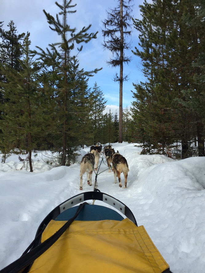 Dog Sledding Whitefish Somers Kalispell Montana