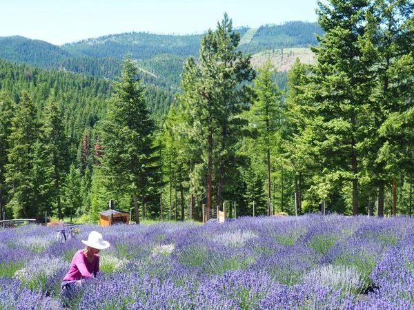 Purple Mountain Lavender